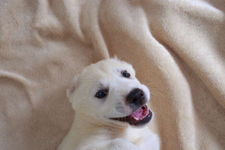 Little puppy breed Alabai on the couch