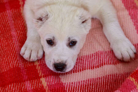 Little puppy breed Alabai on the couchの写真素材