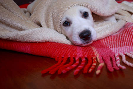 Little alabai puppy on a red plaid