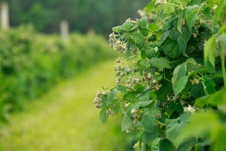 Beautiful raspberries on a branch close upの写真素材