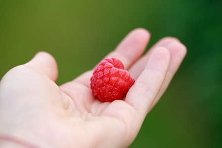 Beautiful ripe raspberries on the palm close upの写真素材