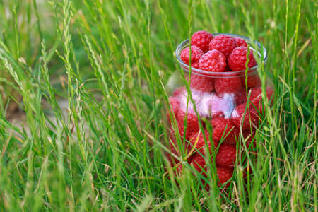 Big beautiful ripe raspberries in a jar on green grassの写真素材