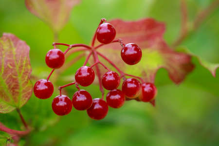 Beautiful branch of red viburnum berries close upの写真素材