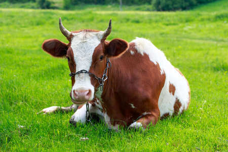 Beautiful young cow on a background of green grass