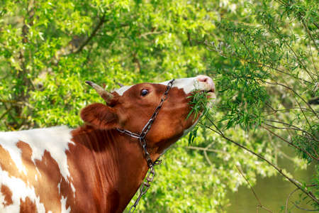 The cow grazes in a green meadowの写真素材