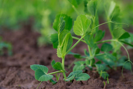 Young sprouts of peas on the soil
