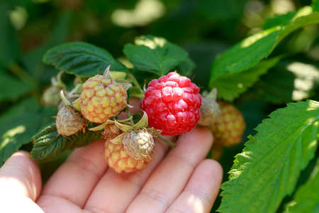 Big beautiful ripe raspberries on a branch close up