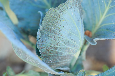 Large number of aphids on the petals in ripe cabbageの写真素材