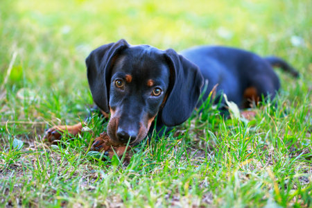 Black and brown dachshund lying down on green grassの写真素材