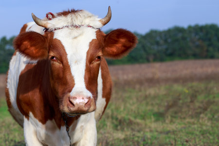 The cow grazes in a green meadowの写真素材