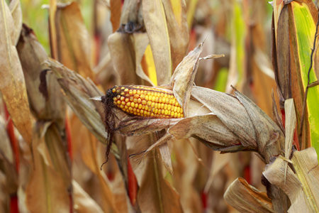 Corn on a stalk in a field