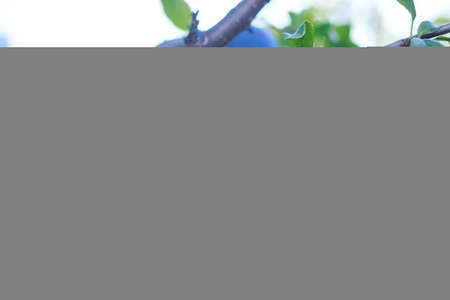 Beautiful ripe plums on a branch close upの写真素材