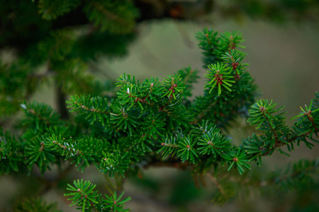 background of a beautiful fluffy Christmas tree close-up