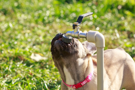 dog breed french bulldog drinks water from a tapの写真素材