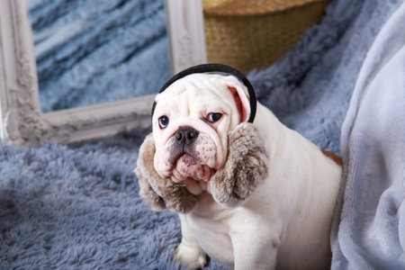 Dog breed english bulldog sitting on the couchの写真素材