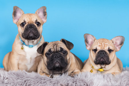 dogs breed french bulldog on a blue backgroundの写真素材