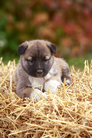 Small puppy of breed Alabai a close upの写真素材