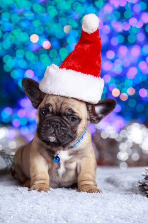 puppy dog breed french bulldog in a red christmas hatの写真素材