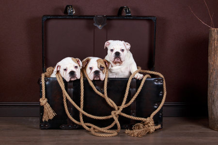 Three dog breed english bulldog sitting in a wooden chestの写真素材