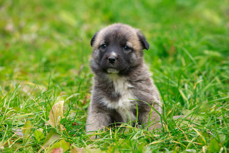 Small puppy of breed Alabai a close up