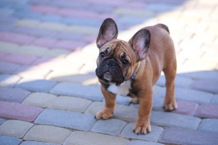 dog breed french bulldog stands on paving slabsの写真素材
