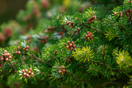 background of a beautiful fluffy Christmas tree close-upの写真素材