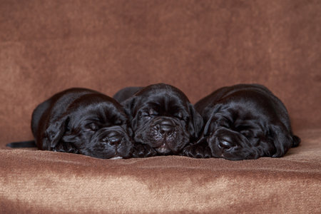 dog breed cane corso italiano on a brown backgroundの写真素材