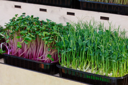 Close up of fresh beautiful juicy microgreensの写真素材