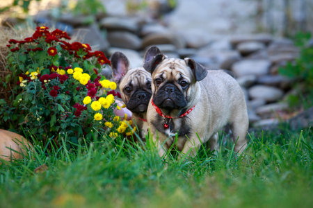 french bulldog breed dog stands on green grass