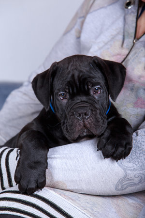 dog breed cane corso italiano a close-upの写真素材