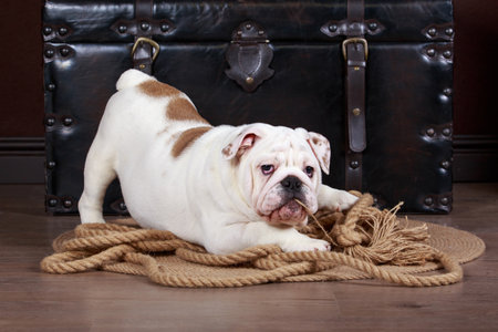 Dog breed english bulldog on the matの写真素材