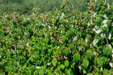 Branch with ripe raspberries on the farmの写真素材