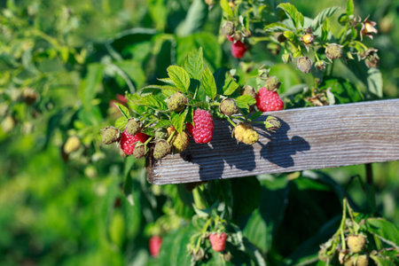 Branch with ripe raspberries on the farm