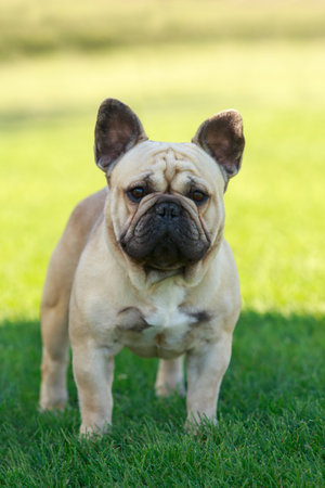 French Bulldog standing on the grass in the garden looking at the cameraの写真素材