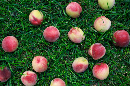 Beautiful ripe juicy peaches on green grassの写真素材