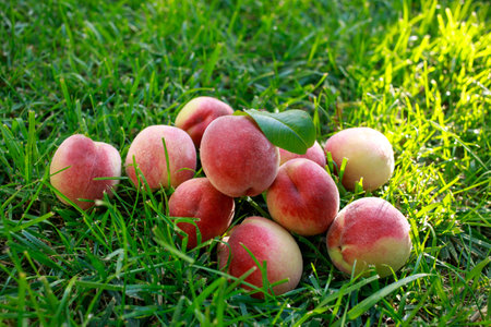 Beautiful ripe juicy peaches on green grassの写真素材