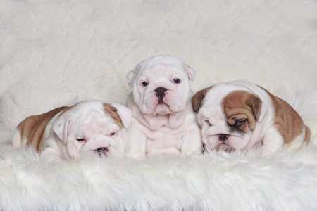 Three English Bulldog puppies close-up on a fur blanketの写真素材