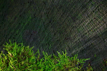 Beautiful succulent background of green moss close upの写真素材