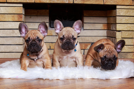 Three French Bulldog puppies on a fur blanketの写真素材
