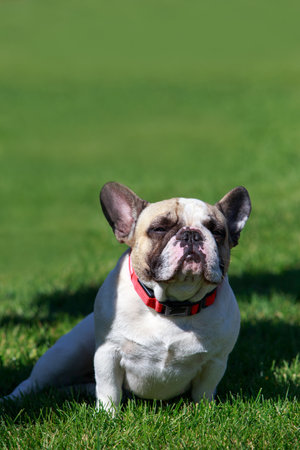 dog breed french bulldog on green grassの写真素材