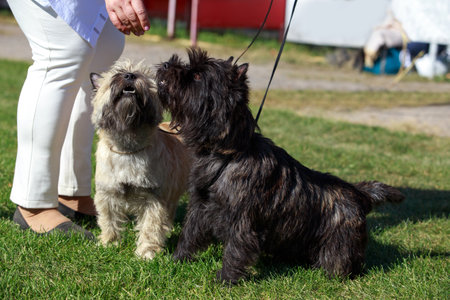 Two dogs of Norwich Terrier breed in the parkの写真素材