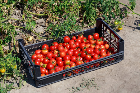 Beautiful ripe juicy tomatoes in a boxの写真素材