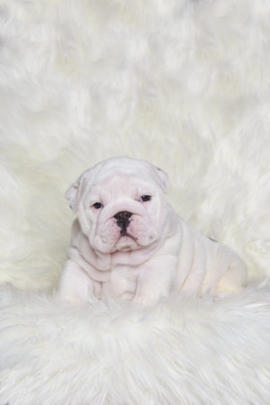 Close-up english bulldog puppy on a fur blanketの写真素材