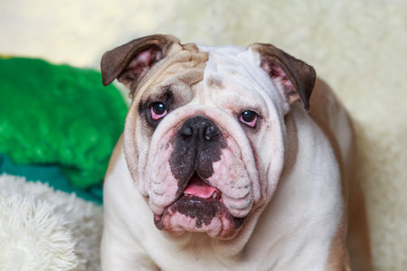 Big English Bulldog in the roomの写真素材