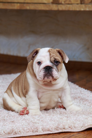 English Bulldog puppy sitting on the rugの写真素材