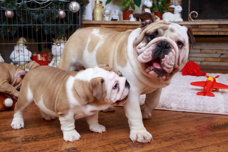 Big english bulldog and small puppy close upの写真素材
