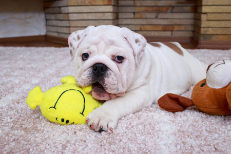 English Bulldog puppy lying on the rugの写真素材