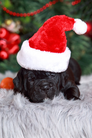 italian puppy cane corso on the background of a decorated pine tree in red capの写真素材