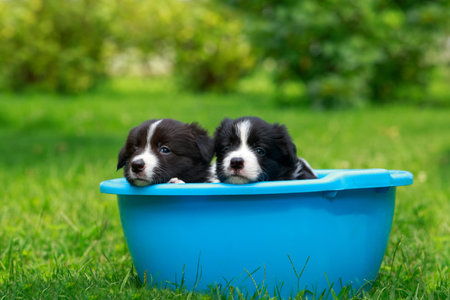 Two little puppies breed Border Collie sitting in a blue bowlの写真素材