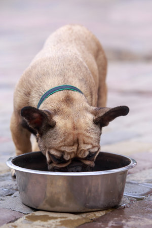 dog breed french bulldog drinks water from a bowlの写真素材
